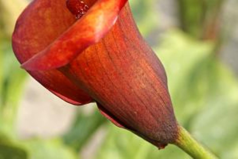 Flame Calla Lily Bulb - One Bulb - 14/16cm Bulb - Yellow-Red to Red-Orange Blooms