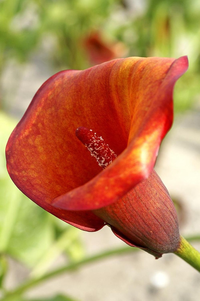 Flame Calla Lily Bulb - One Bulb - 14/16cm Bulb - Yellow-Red to Red-Orange Blooms
