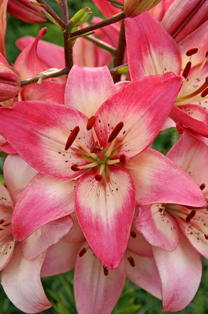 Rosella's Dream Asiatic Lily - 3 Bulbs - 14/16cm - Pastel Pink Blooms!