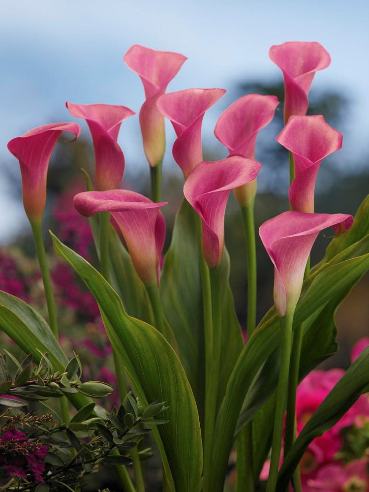 Garnet Glow Calla Lily Bulb - 1 Bulb - 14/16 cm - Bright Hot Pink Blooms