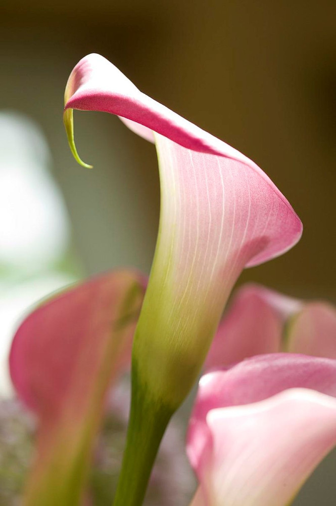 Garnet Glow Calla Lily Bulb - 1 Bulb - 14/16 cm - Bright Hot Pink Blooms