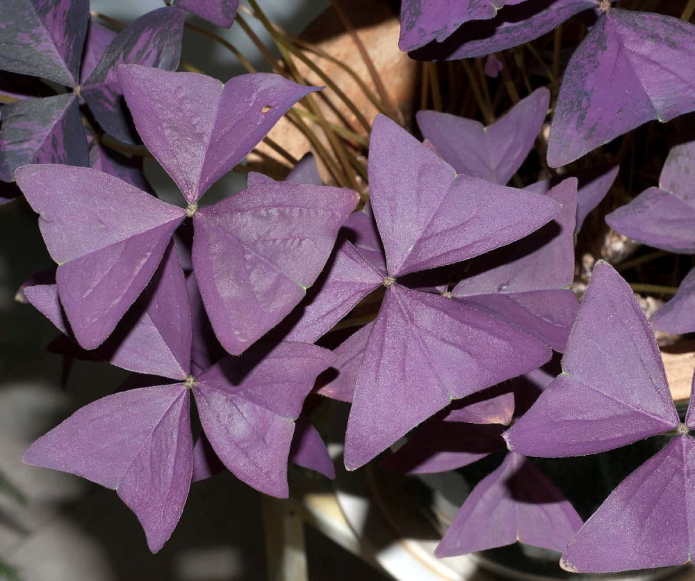 Rare Purple Rain Shamrock Plant - Oxalis Francis - Houseplant  - 4" Pot