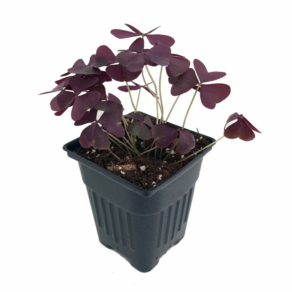 Rare Purple Rain Shamrock Plant - Oxalis Francis - Houseplant  - 4" Pot