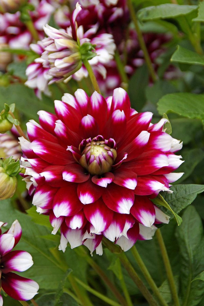 Verdi Glory Dwarf Dahlia -Dinnerplate Dahlia - #1 Size Root Clump