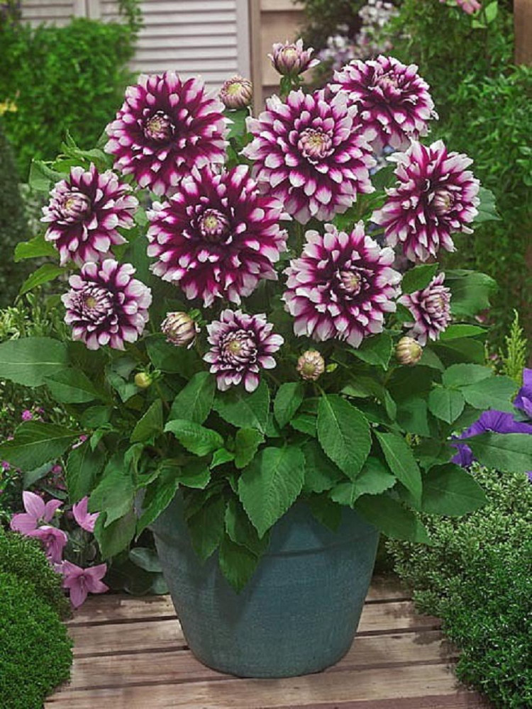 Verdi Glory Dwarf Dahlia -Dinnerplate Dahlia - #1 Size Root Clump