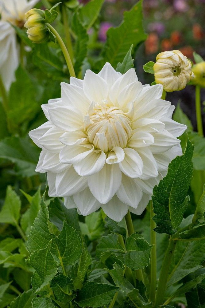 Bull's Pride Dinner Plate Dahlia - 1 Top Size Root Clump