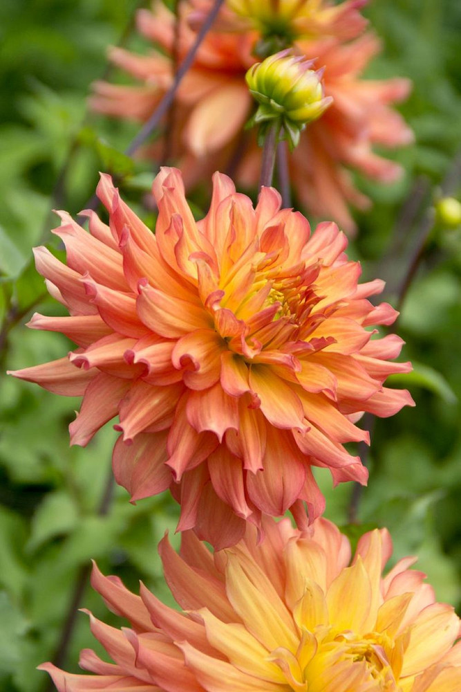 Camelot Decorative Dahlia - 1 Bulb Clump - Peachy-Pink Blooms