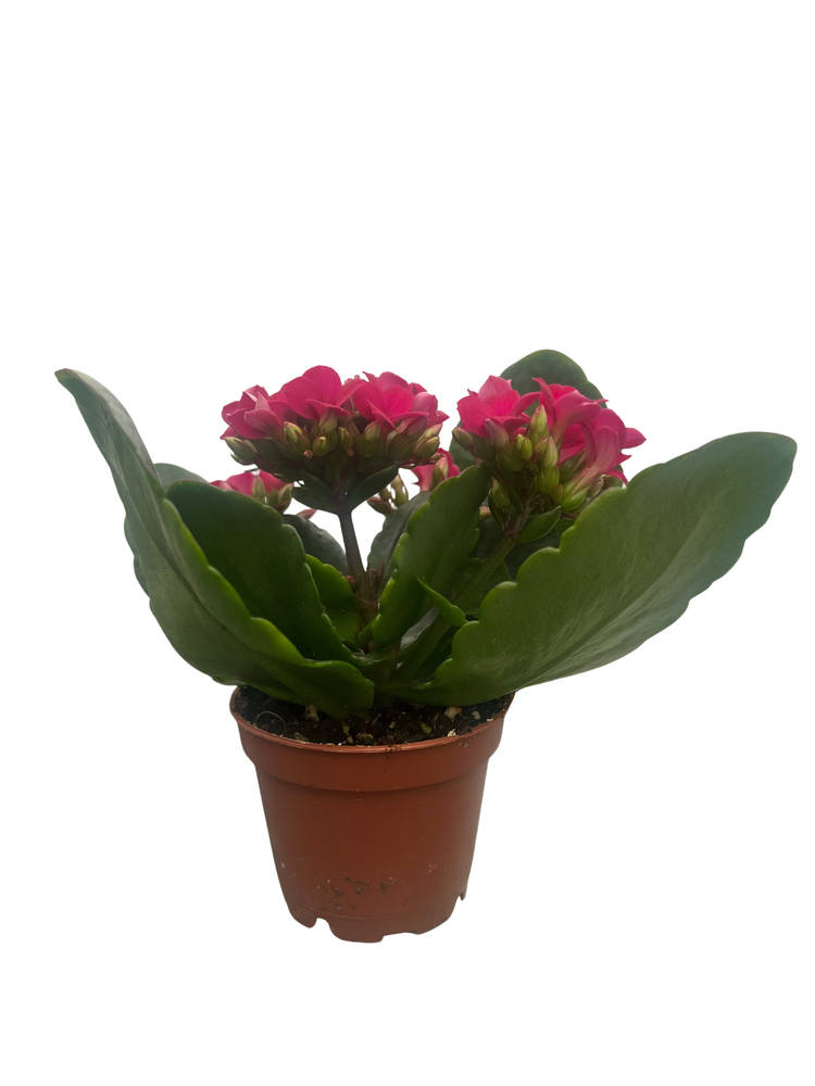Purple Kalanchoe - 2.5" Pot - In Bud and Bloom / Easy House Plant