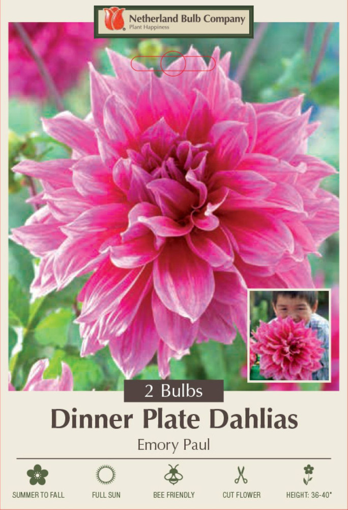 Emory Paul Dinnerplate Dahlia - 2 Bulb Clumps - Orchid Lavender Blooms