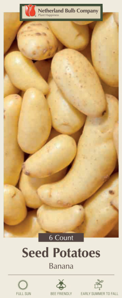 Banana Seed Potato - 6 Tubers - Great Taste!