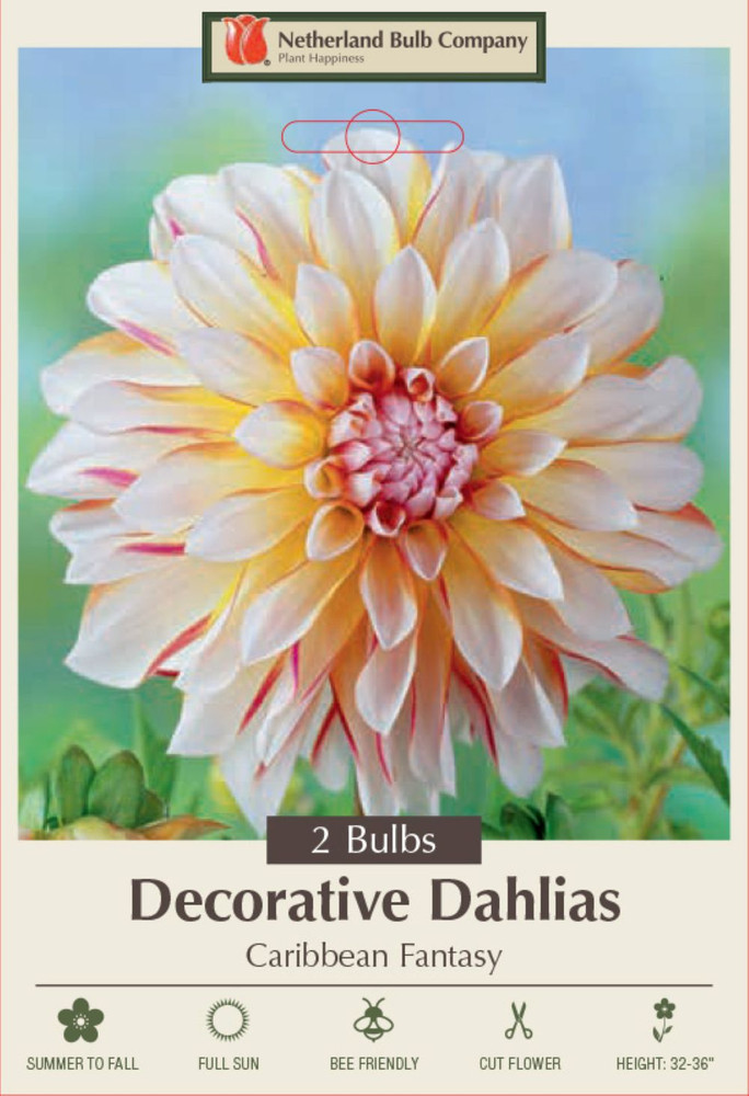 Caribbean Fantasy Dahlia - Creamy White & Red - 2 Bulb Clumps