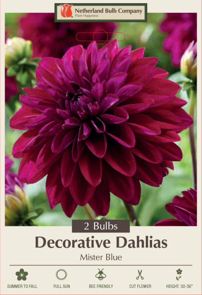 Mister Blue Decorative Dahlia - 2 Root Clumps - Violet-Claret Blooms