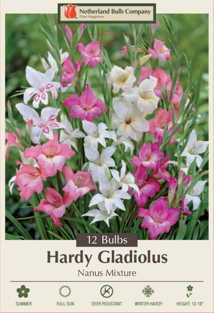 Nanus Mixture Hardy Gladiolus - 12 Bulbs - 10/+cm Bulbs