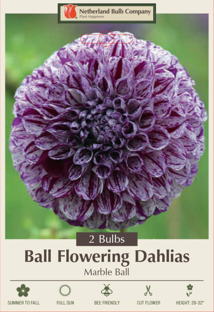 Marble Ball Pom Pom Dahlia - Pristine White/Purple - 2 Root Clumps