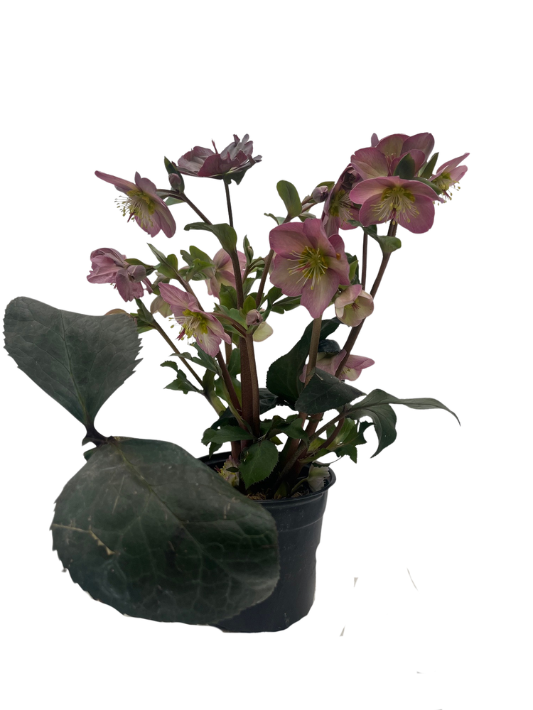Surprise Christmas/Lenten Rose - Helleborus - 6" Pot