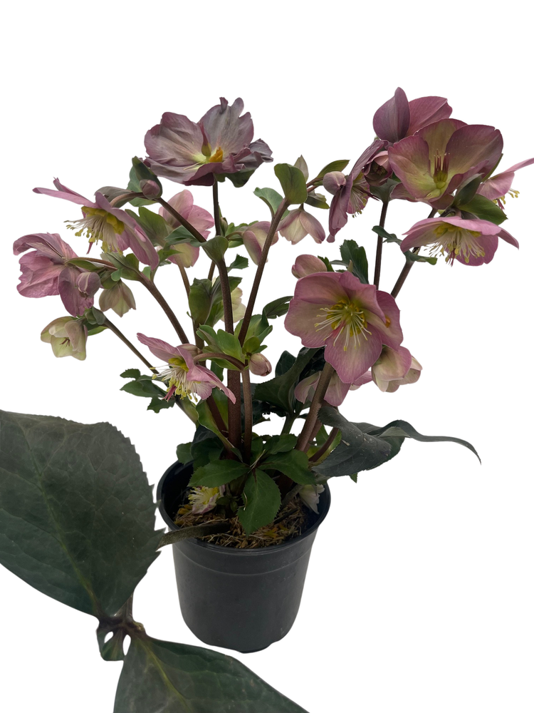 Surprise Christmas/Lenten Rose - Helleborus - 6" Pot