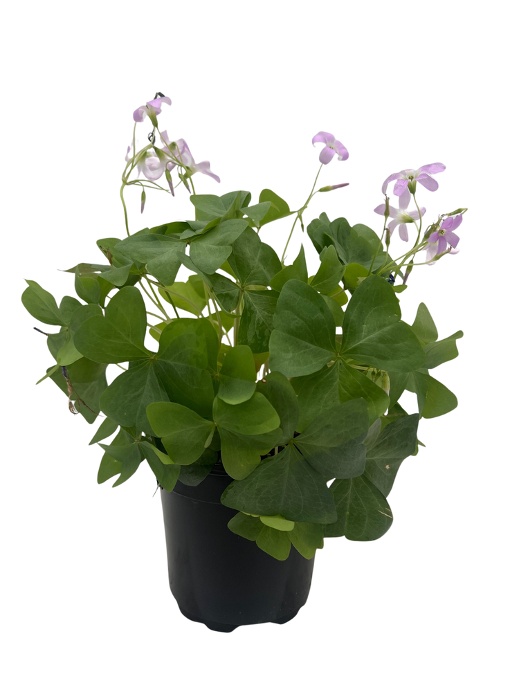 Amber Shamrock Oxalis Plant - Houseplant - 4" Pot
