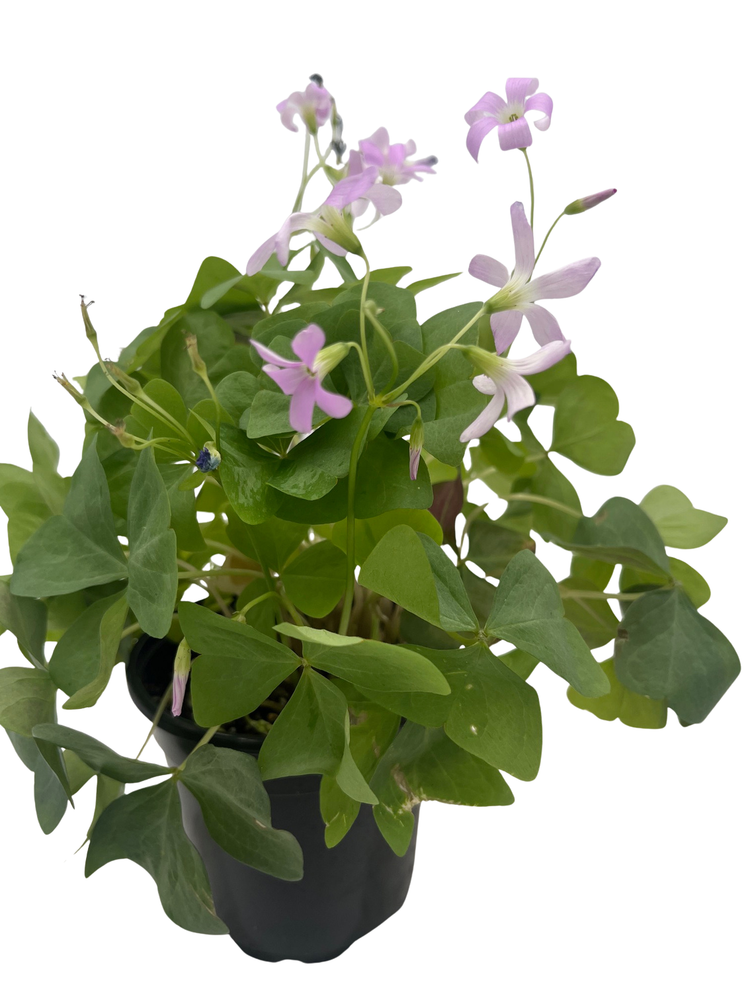 Amber Shamrock Oxalis Plant - Houseplant - 4" Pot