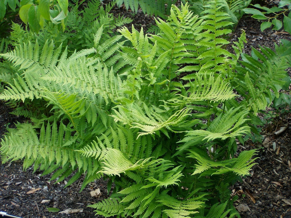 Lady Fern - Athyrium filix-femina - 2 Top Size Roots -Hardy