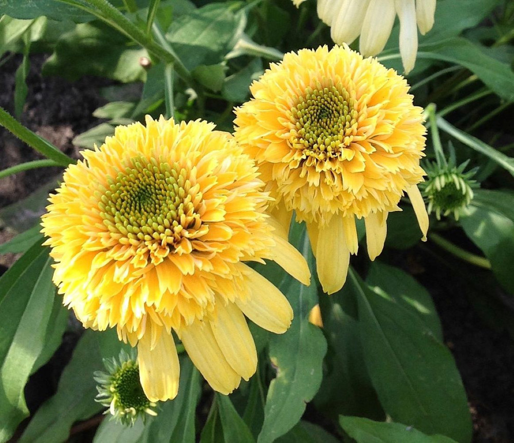 Lemon Drop Coneflower - Echinacea - 2.5" Pot - Fragrant