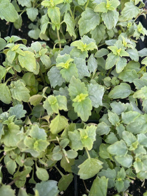 Agastache Mexicana Summerlong Coral - Mexican Giant Hyssop - Hardy - 2.5" Pot