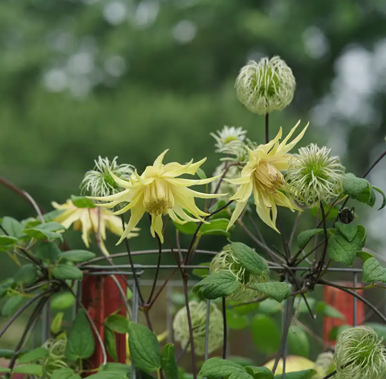 Funyella™ Clematis - 4" pot - Proven Winners