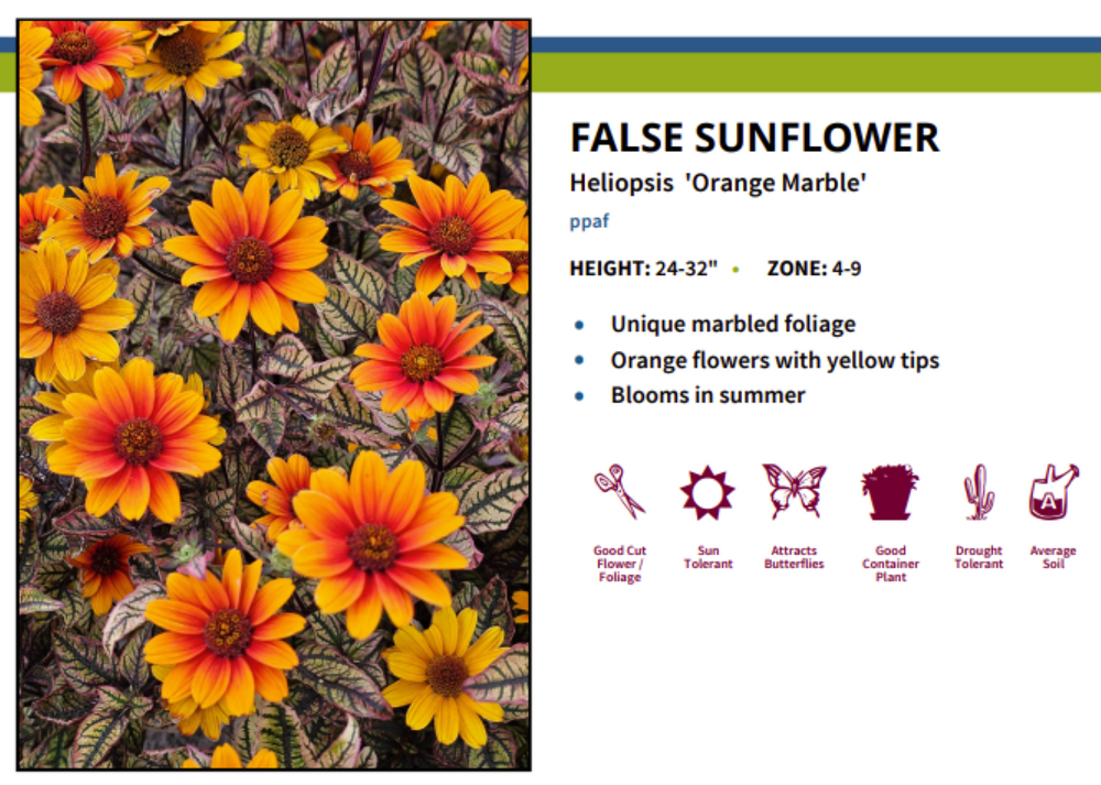 Orange Marble Heliopsis - Perennial - Orange Flowers - 3" Pot