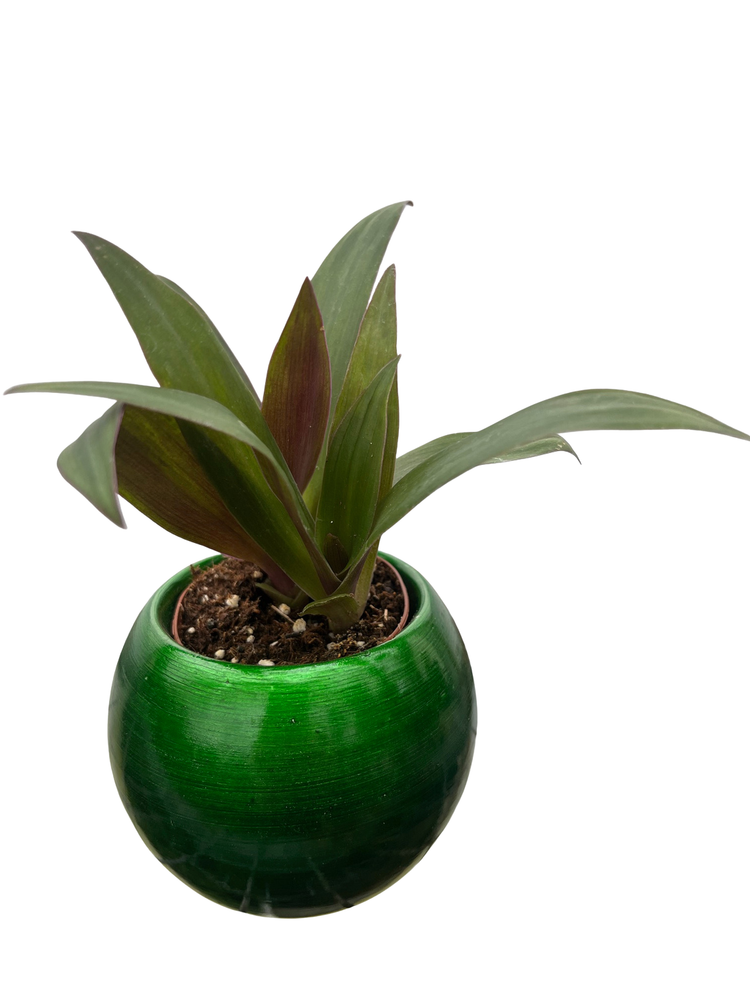 Pot of Green Globe Planter with Surprise Terrarium Plant - 2" Pot