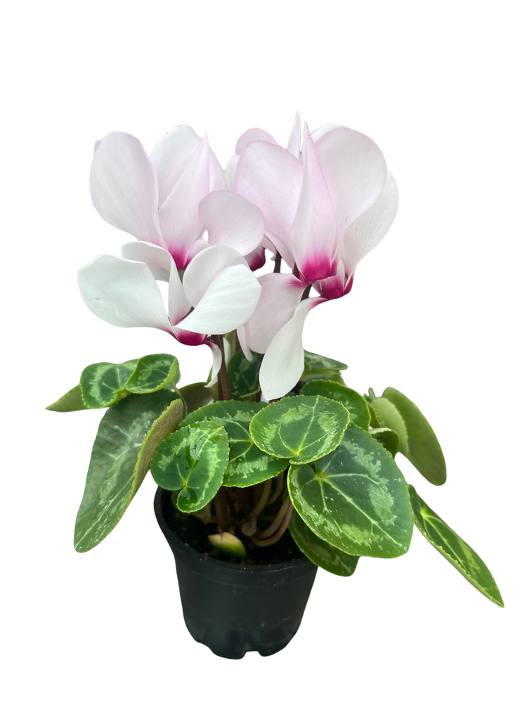 Blush Pink Persian Violet - Cyclamen - House Plant - 2.5" Pot