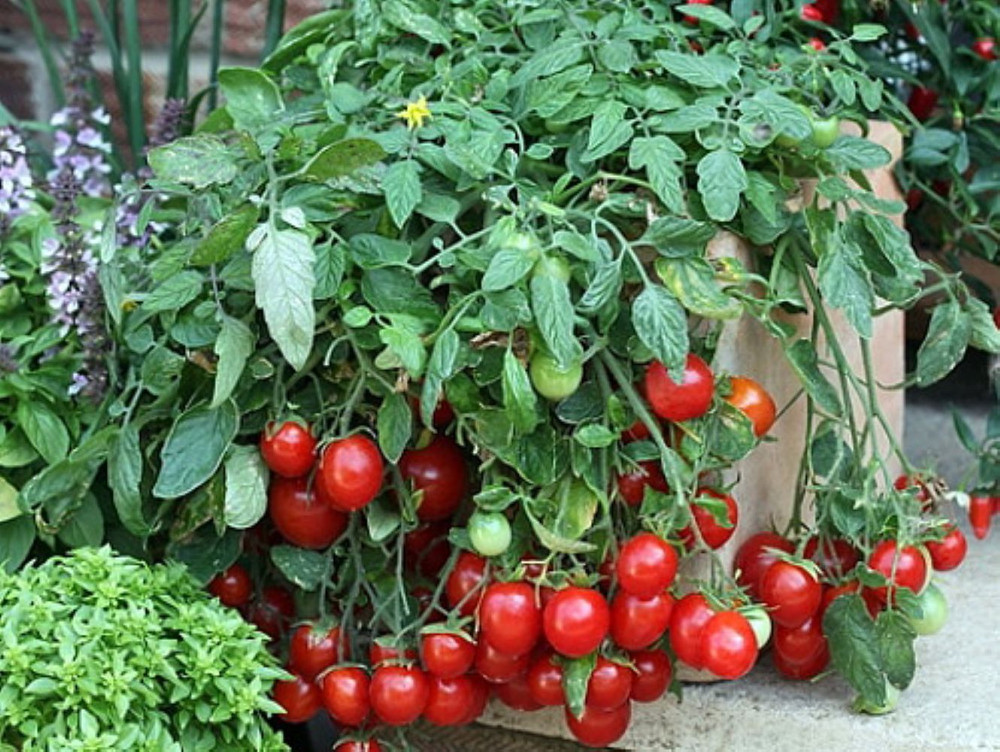 Cherry Falls Tomato Plant - 2.5" Pot - Large Cherry Variety