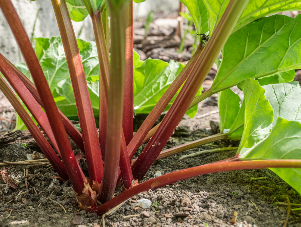 Canadian Red Rhubarb - Hardy - #1 Top Size Root - The Pie Plant!