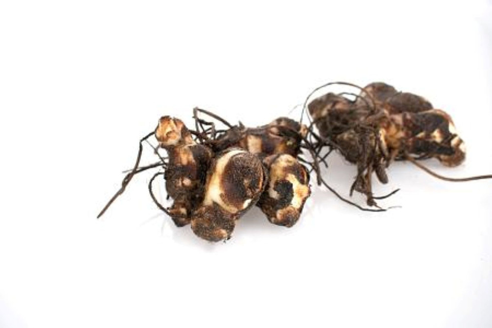 China Doll Canna - 2 Rhizomes - 2/3 Eye