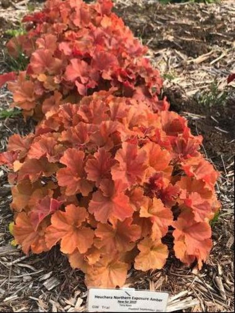 Northern Exposure™ Amber Heuchera - 4" Pot - Coral Bells- Shade Lover