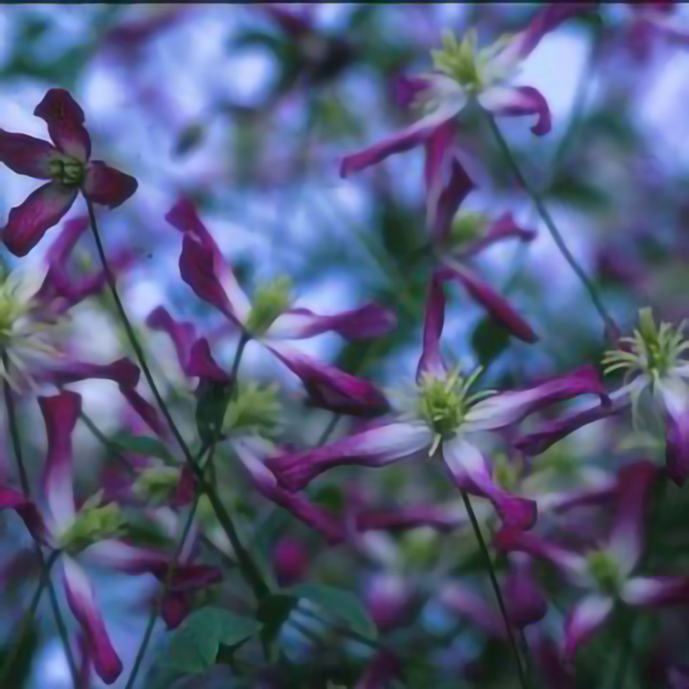 Triternata Rubromarginata Clematis Vine Perennial - 2.5" Pot