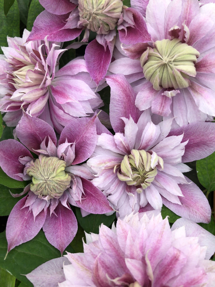 Josephine Clematis Vine Perennial - 2.5" Pot