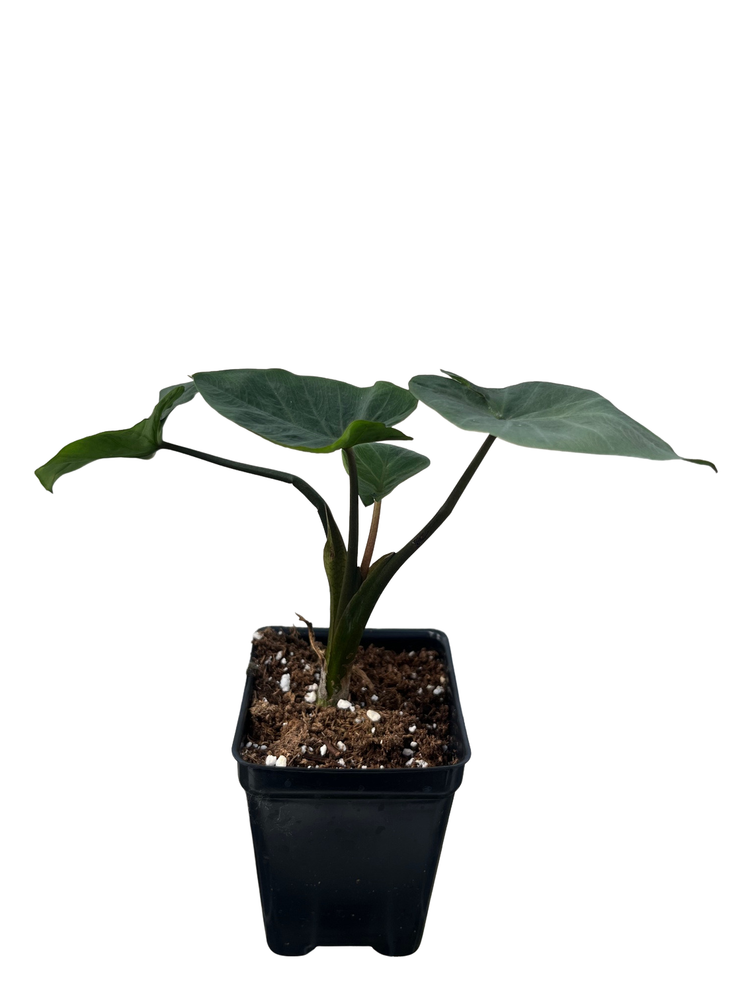 Coffee Cup Elephant Ear Plant - Colocasia - Black - 2.5" Pot