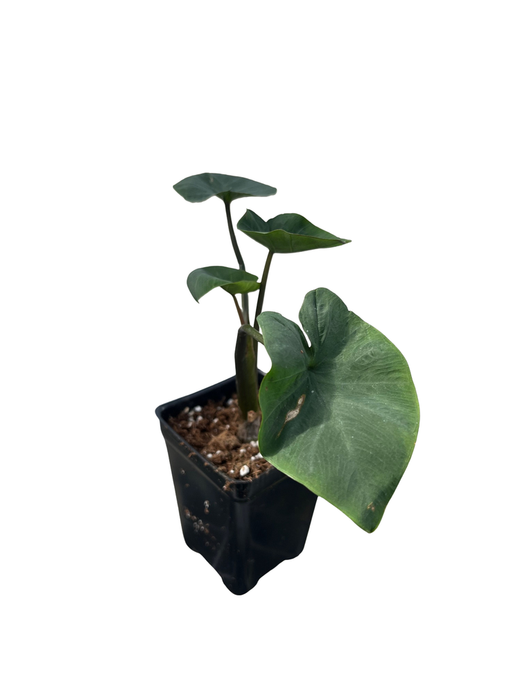 Coffee Cup Elephant Ear Plant - Colocasia - Black - 2.5" Pot