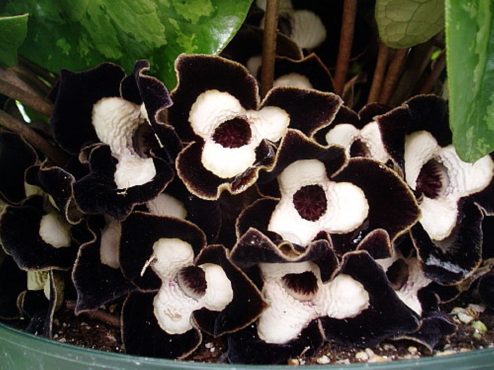 Panda Face Ling Ling Ginger - Asarum Maximum - Wildflower - 2.5" Pot