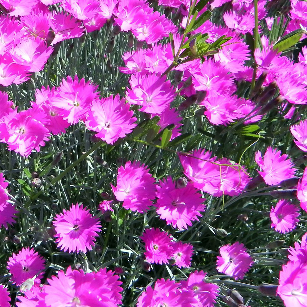 Fire Witch Dianthus - Perennial - Spicy Fragrance! - 2.5" Pot