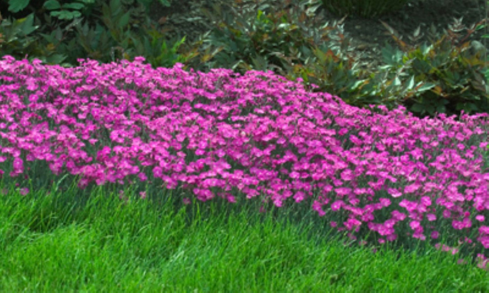 Fire Witch Dianthus - Perennial - Spicy Fragrance! - 2.5" Pot