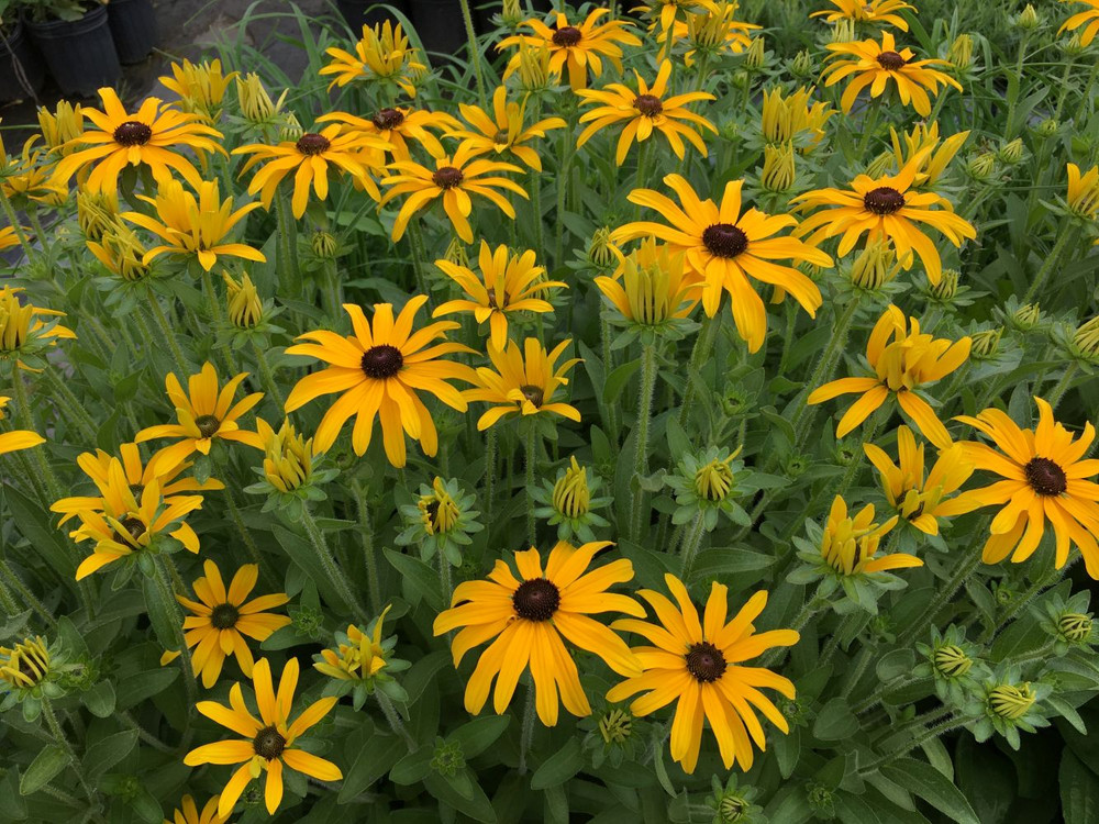 Glitters Like Gold Black-Eyed Susan - Rudbeckia - 2.5" Pot