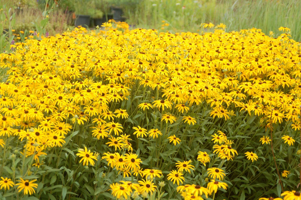 Glitters Like Gold Black-Eyed Susan - Rudbeckia - 2.5" Pot