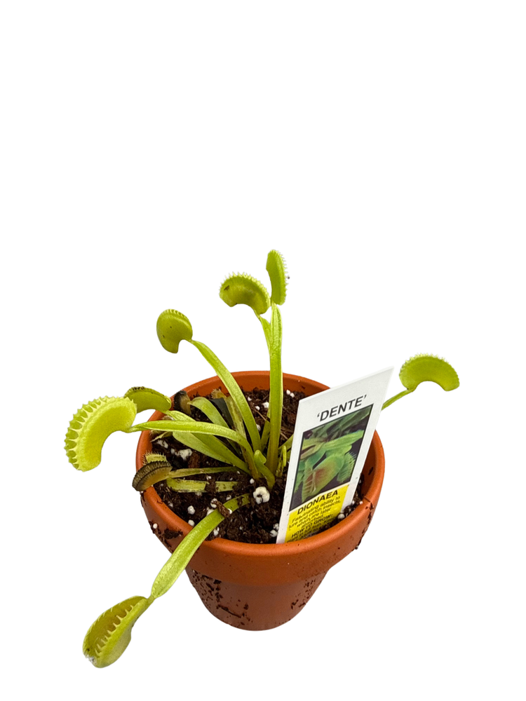Venus Fly Trap Plant - CARNIVOROUS - 3" Clay Pot - Dionaea muscipula Dente