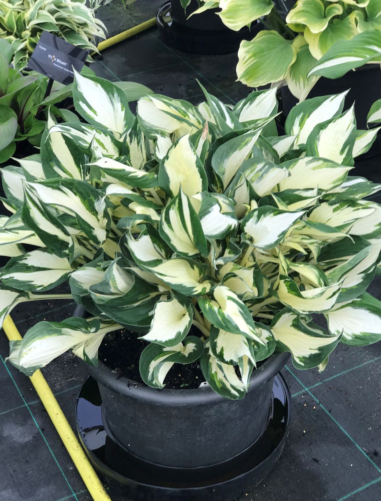 Fire and Ice Hosta - Plantain Lily - Hardy Shade Perennial - 4" Pot