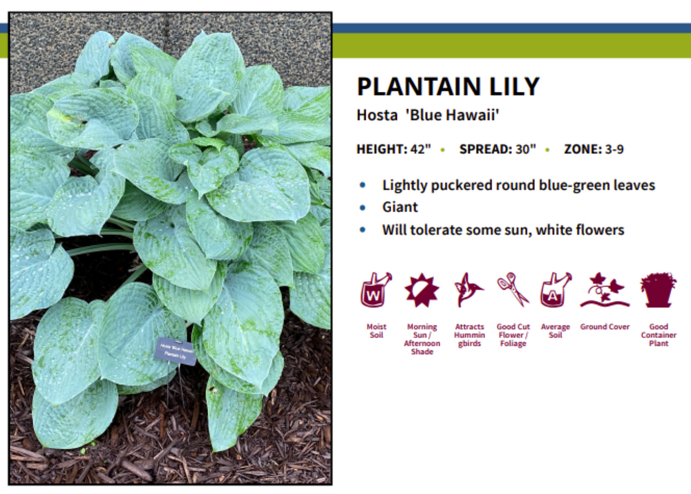 Blue Hawaii Hosta - Plantain Lily - Shade Perennial - 4" Pot