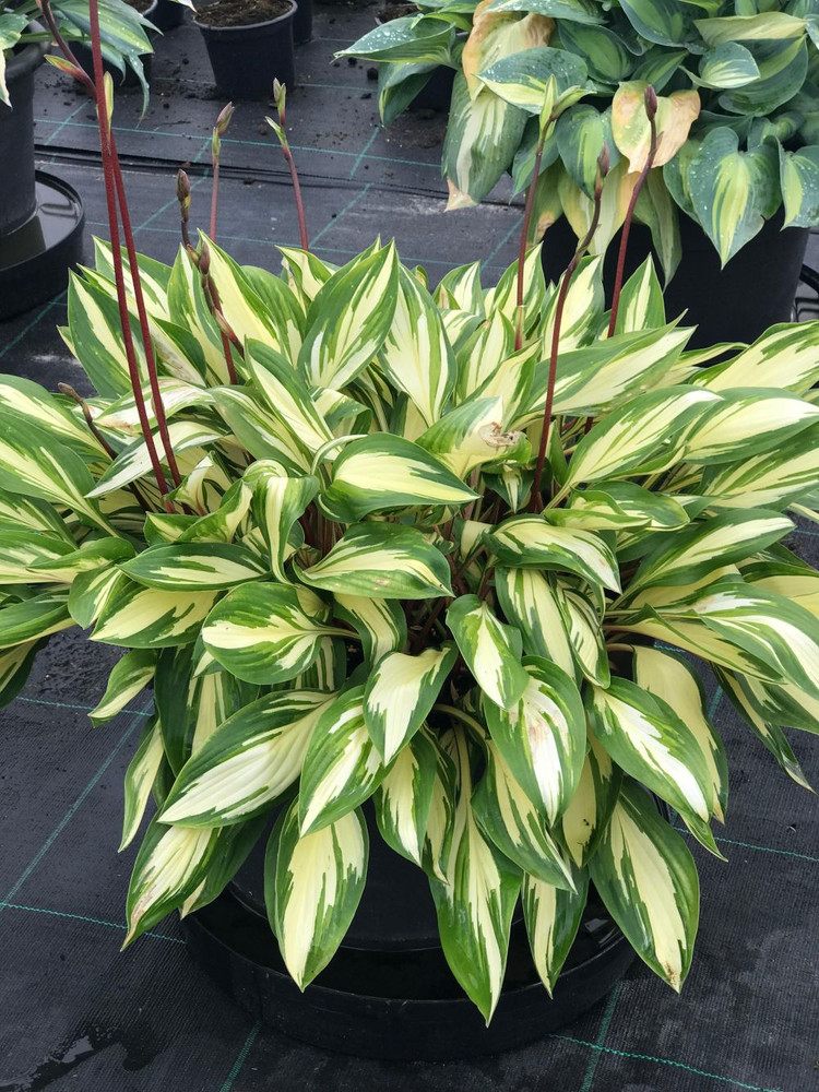 Cherry Berry Hosta - Plantain Lily - 4" Pot