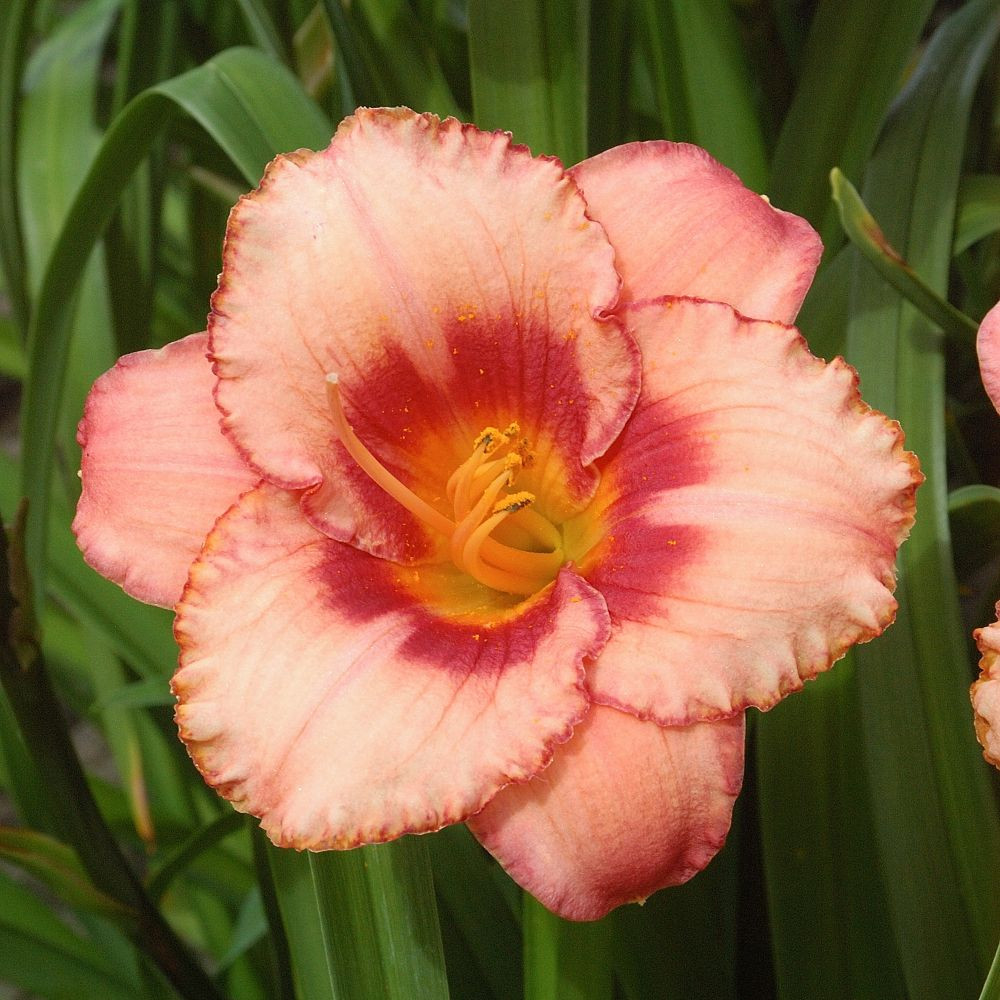 Strawberry Candy Daylily -  Hemerocallis -Quart Pot - Perennial