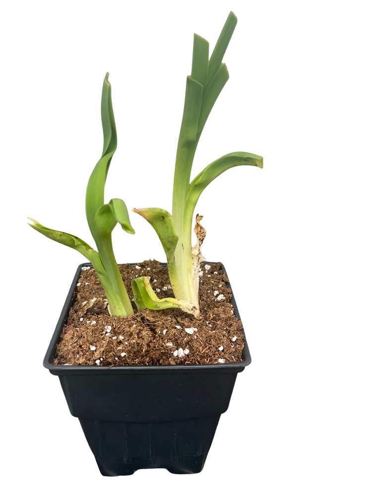 Strawberry Candy Daylily -  Hemerocallis -Quart Pot - Perennial