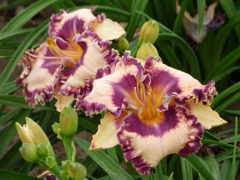 Hanalei Bay Daylily - Hemerocallis -Quart Pot - Perennial