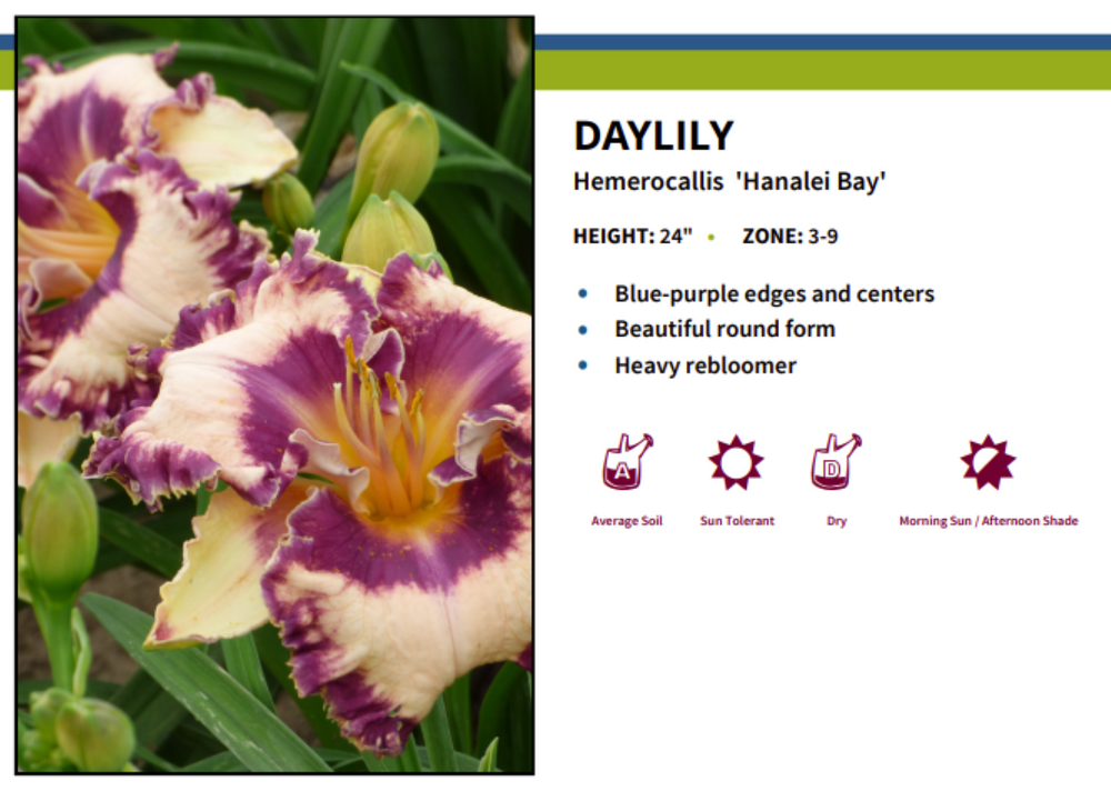 Hanalei Bay Daylily - Hemerocallis -Quart Pot - Perennial